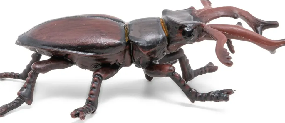 Hirschkafer (L: 7 Cm)