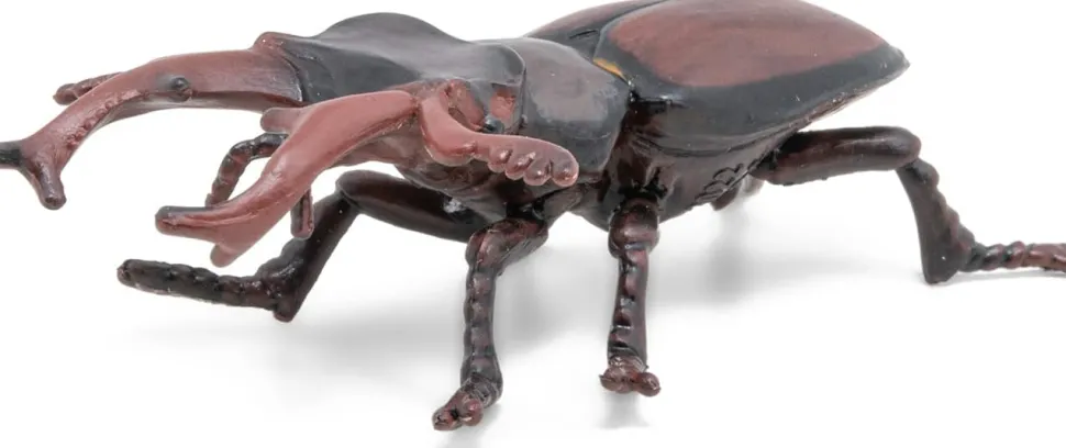 Hirschkafer (L: 7 Cm)