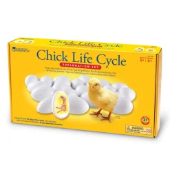 Lebenszyklus - Vom Ei Zum Huhn