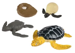 Lebenszyklus - Vom Ei Zur Meeresschildkrote