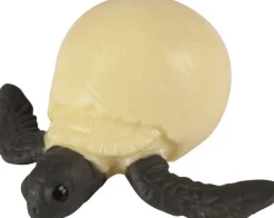 Lebenszyklus - Vom Ei Zur Meeresschildkrote