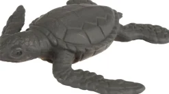 Lebenszyklus - Vom Ei Zur Meeresschildkrote