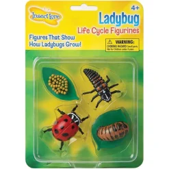 Lebenszyklus: Vom Ei Zum Insekt - Marienkafer