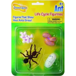 Lebenszyklus: Vom Ei Zum Insket - Ameise