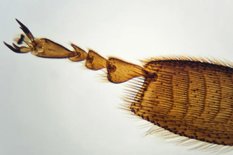 Mikroskop Für Expeditionen