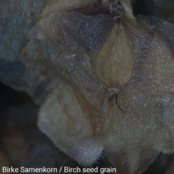 Mikroskop, Stereo 20X