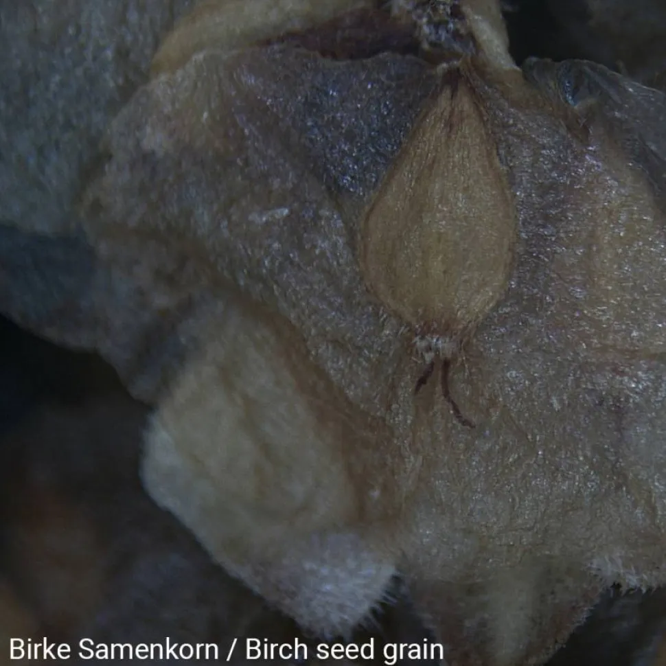 Mikroskop, Stereo 20X