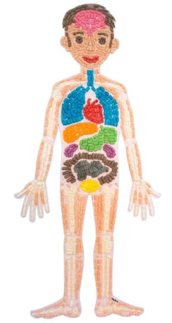 Playmais Zubehör - Anatomiepuzzle