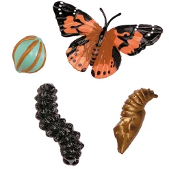 Schmetterling – Der Lebenszyklus Vom Ei Zum Insekt