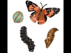 Schmetterling – Der Lebenszyklus Vom Ei Zum Insekt